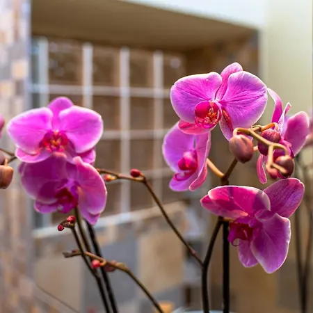 Duque Poris De Abona Βίλα